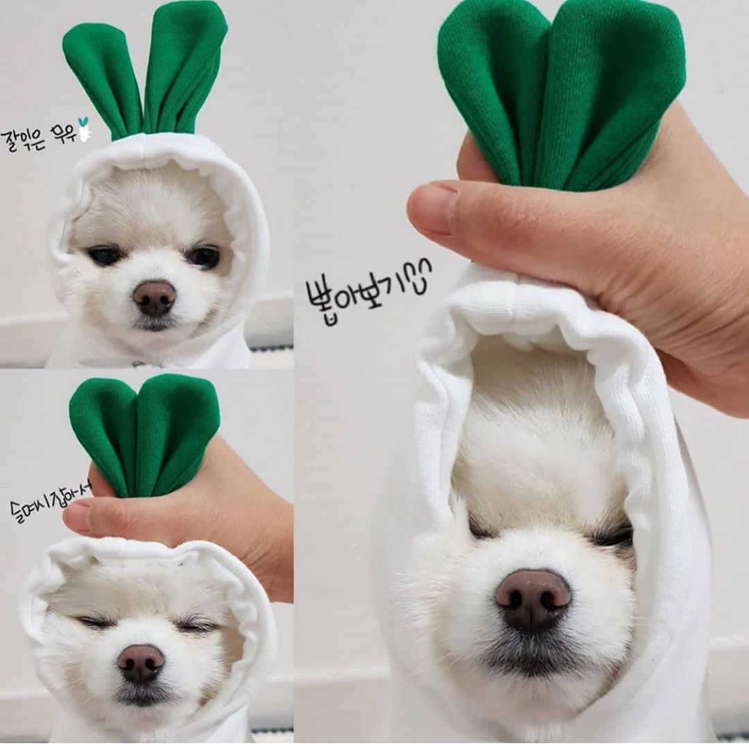 Techniwoof™ Cute Fruit Dog Hoodie – Warm Winter Fleece Costume for Small Dogs