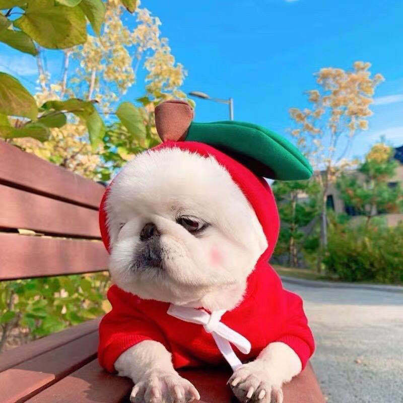 Techniwoof™ Cute Fruit Dog Hoodie – Warm Winter Fleece Costume for Small Dogs