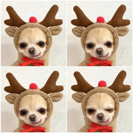 Techniwoof™ Cute Fruit Dog Hoodie – Warm Winter Fleece Costume for Small Dogs