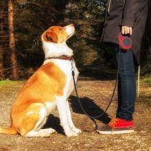 Retractable Dog Leash – Pet Automatic Telescopic Traction Rope