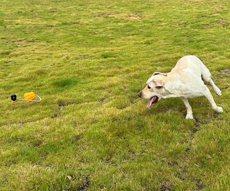 PROKE1 Dog Rope Fetch Toy – Pumpkin-Shaped Tug & Chew Toy for Medium and Large Dogs