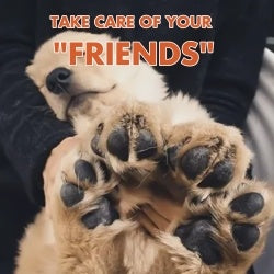 Pet Foot Care Cream & Paw Moisturiser for Dry, Cracked Pads in Dogs and Cats
